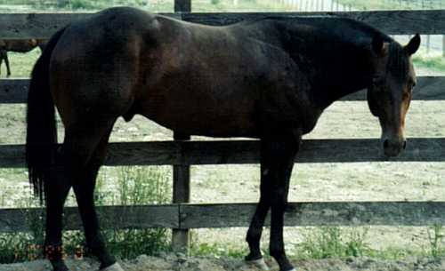 Justafire Leo