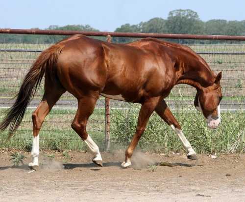 Extended Trot